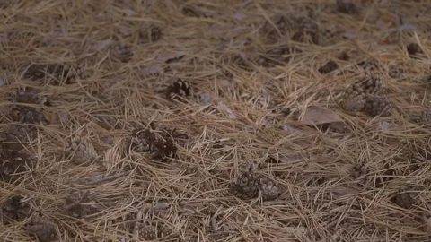 Moving slow over ground covered needles and cones at pine forest Stock Footage