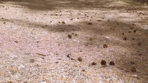 Moving slow over ground covered needles and cones at pine forest at sunny day Stock Footage 80780997