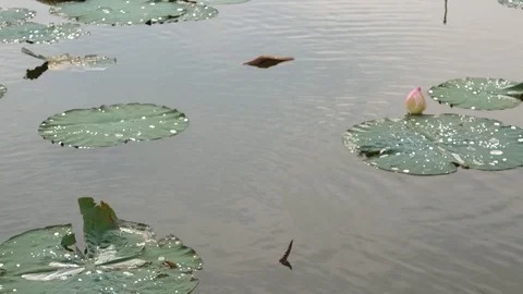 Moving slowly over water surface by boat with floating water lily Stock Footage 103492927