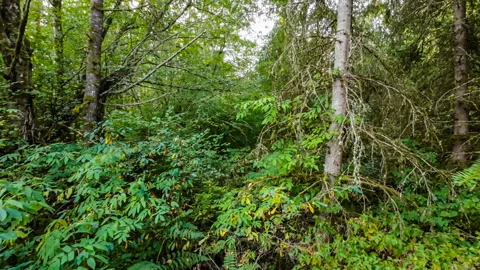 Moving slowly through dense forest vegetation on a sunny summer day Stock Footage 210958420