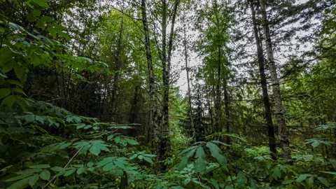 Moving slowly through dense forest vegetation on a sunny summer day Stock Footage 211006621