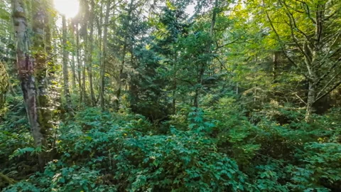 Moving slowly through dense forest vegetation on a sunny summer day Stock Footage 211437423