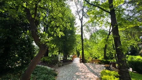 Moving slowly through the forest Stock Footage 311160207