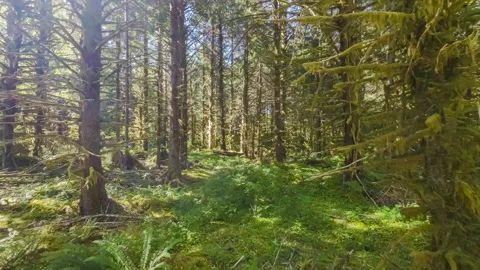 Moving slowly through a forest of tall trees on a sunny summer day Stock Footage 231889857