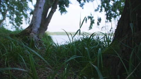 Moving slowly through grass, background of trees and lake. Stock Footage 146268557