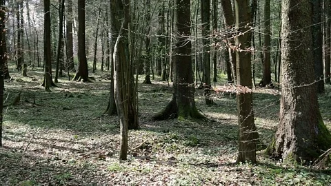 Moving slowly through peaceful green forest in Switzerland Stock Footage