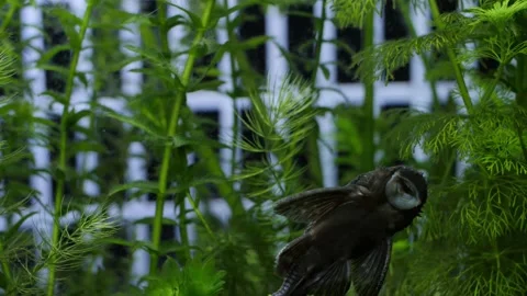 Moving Slowmotion wide shot of an algae eater. Ancistrus is cleaning 動画素材 146137160
