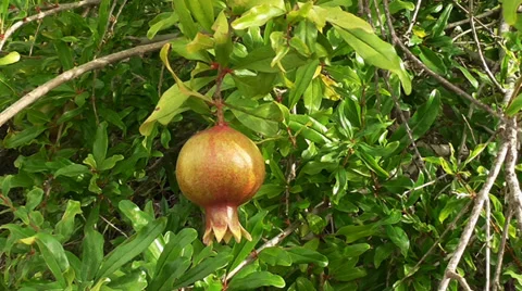 Moving to small pomegranate Stock Footage 39307443