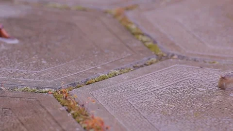 Moving snail , accelerated video (time-lapse). Stock Footage 76248373