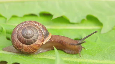 Moving snail Stock Footage 37097935