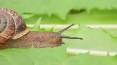 Moving snail Stock Footage 37097993