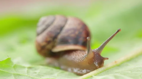 Moving snail Stock Footage 37098089