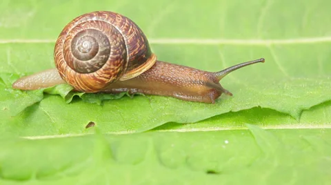 Moving snail Stock Footage 37098167