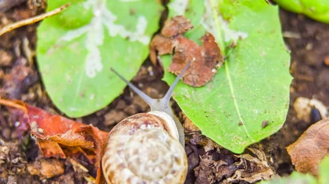 Moving Snail 스톡 동영상 41577949