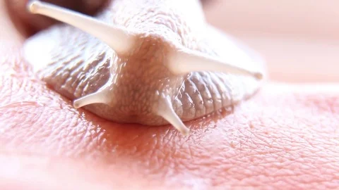 The Moving Snail Video stock 79842944