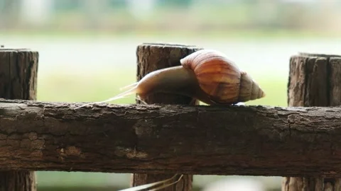 Moving snail Stock Footage 166801668