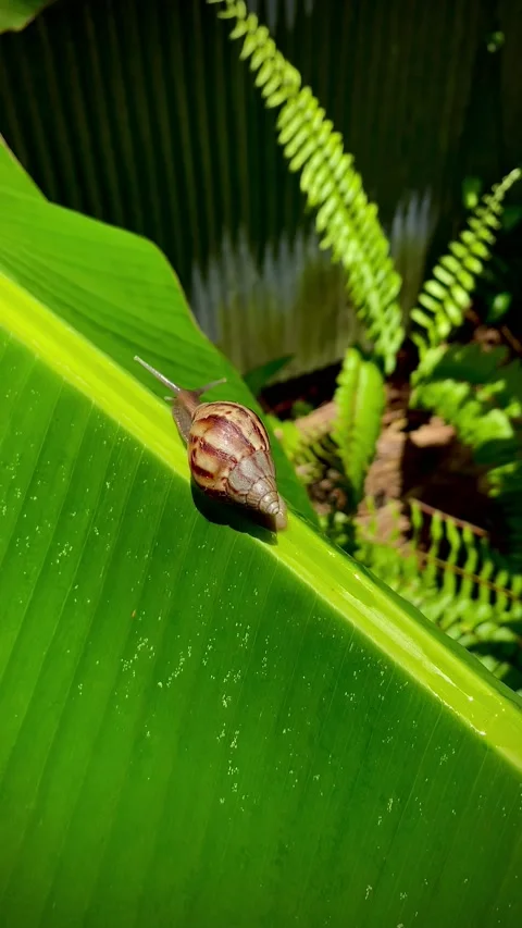 Moving Snail 库存影片 218418837