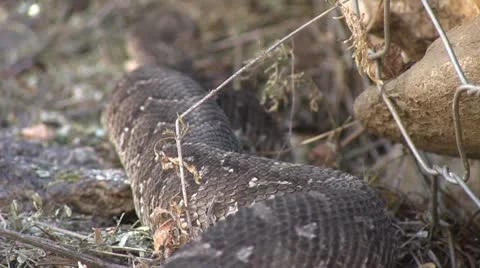 Moving snake Stock Footage 12146745