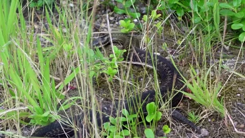Moving snake on the ground Stock Footage 244672023