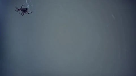 Moving spider cinematic look. Stock Footage 68040037