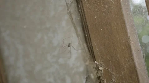 Moving Spider in on Open Window, Daytime Natural Light, hend held, original Vídeo Stock 320047608