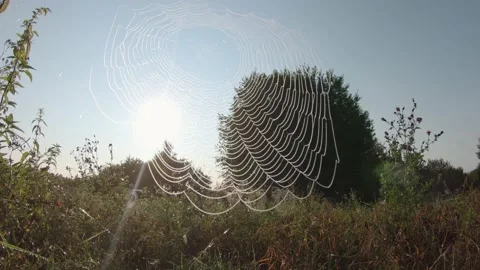 Moving spider web in the grass against the background of the sun 库存影片 161054033