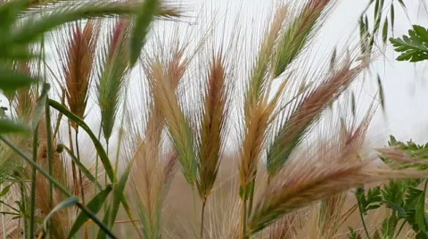 Moving spikes 库存影片 701956