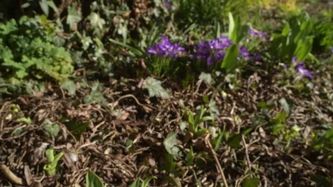Moving to spring crocus 3 Stock Footage 103380316