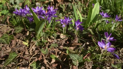 Moving to spring crocus Stock Footage 103380649