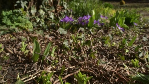 Moving to spring crocus Stock Footage 103382349