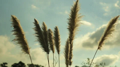 Moving spring plants Stock Footage 39336280