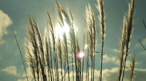 Moving spring plants Stock Footage 39337401