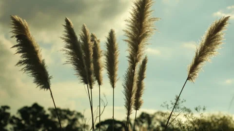 Moving spring plants Stock Footage 39339720