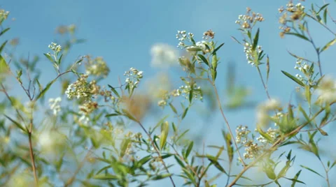 Moving spring plants Stock Footage 39341624