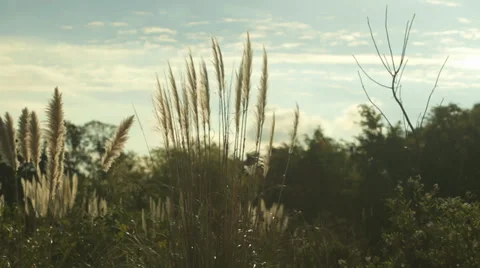 Moving spring plants Stock Footage 39346173