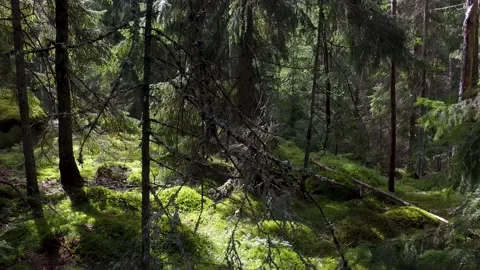 Moving steadily in a forest with lots of pines, spruces, bracken and moss. Stock Footage 136846456
