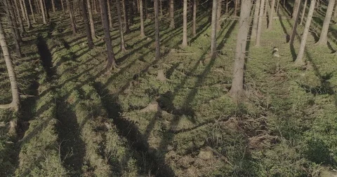 Moving steadily in the midst of trees 库存影片 118757219