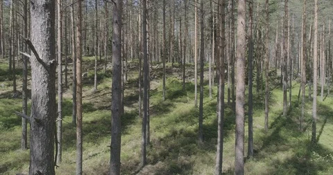 Moving steadily in the midst of trees 库存影片 118762592