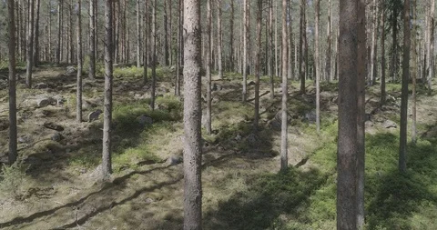 Moving steadily in the midst of trees 库存影片 118762903