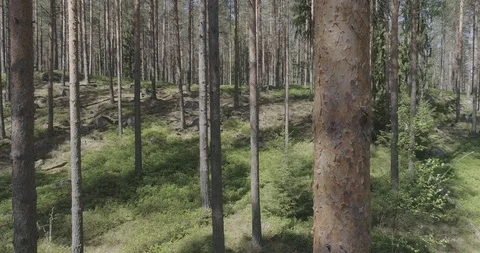 Moving steadily in the midst of trees 库存影片 118763163