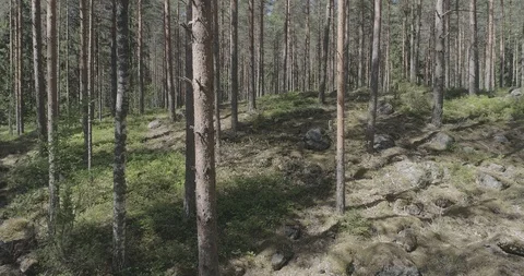 Moving steadily in the midst of trees Stock Footage 118763439