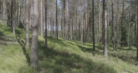 Moving steadily in the midst of trees 库存影片 118763998