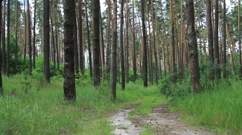 Moving up in the summer forest to the blue sky Stock Footage 50201466