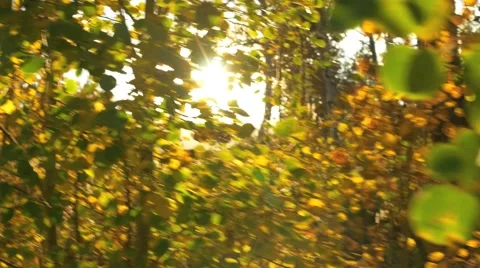 Moving sun shining through golden aspen tree branches on fall day Colorado Stock Footage 55741319