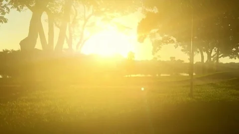 Moving Sunlight Sunset and Trees Stock Footage 83467733