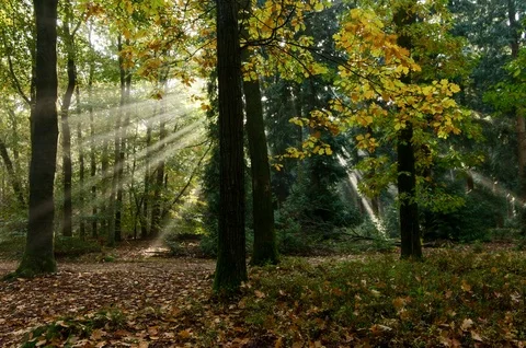 Moving sunrays in autumn forest with fall colors, 4K timelapse Video stock 79640476