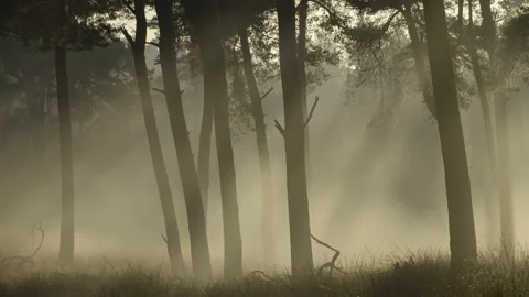 Moving sunrays in dancing fog on a cold early autumn morning in a pine forest. Stock Footage 142730985