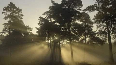 Moving sunrays in dancing fog on a cold early autumn morning in a pine forest. Stock Footage 142731027