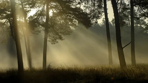 Moving sunrays in dancing fog on a cold early autumn morning in a pine forest Video stock 142756193