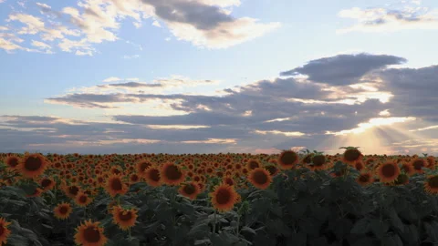 Moving sunset clouds with sun rays over the sunflower field. Stock Footage 251551088